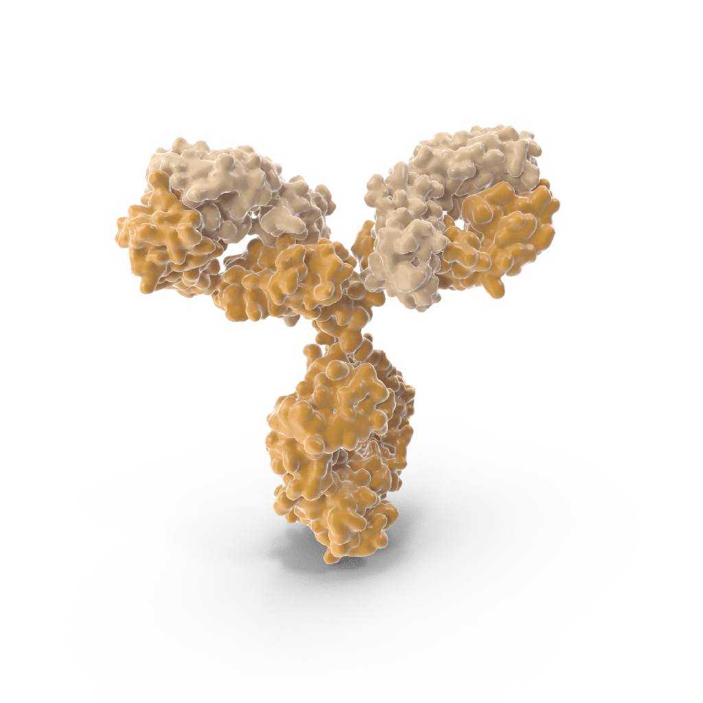 Anti-Gb3 Monoclonal Antibody